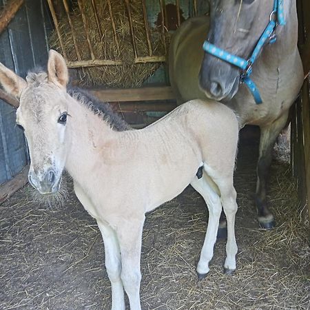 Sudecka Chata Bystrzyca Klodzka Luaran gambar